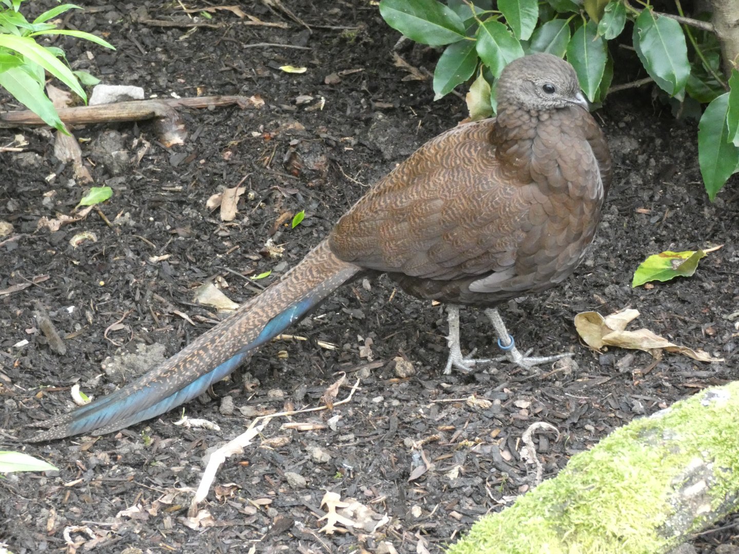 Bronze-tailed Peacock-Pheasant