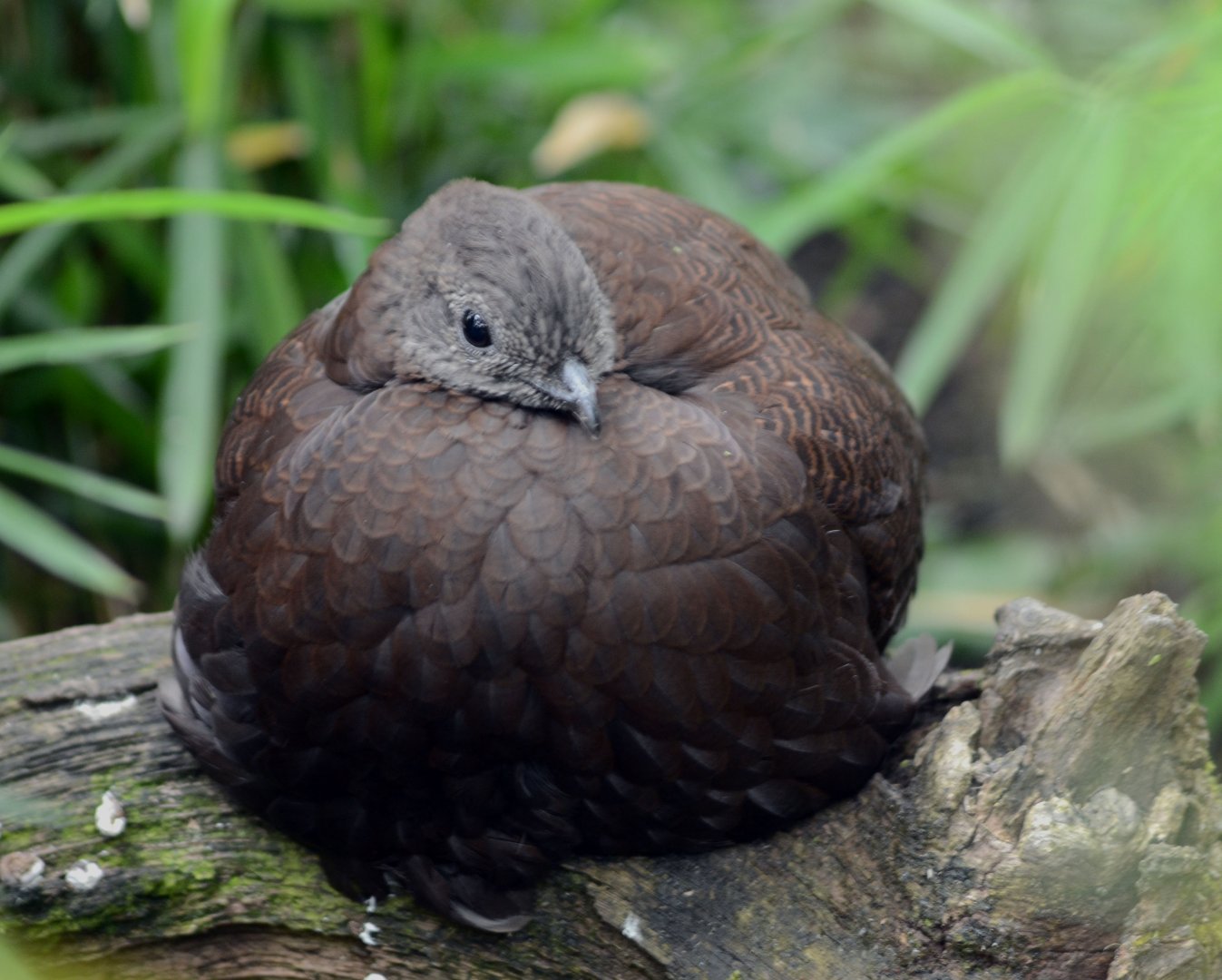 Bronze Tailed Peacock Pheasant