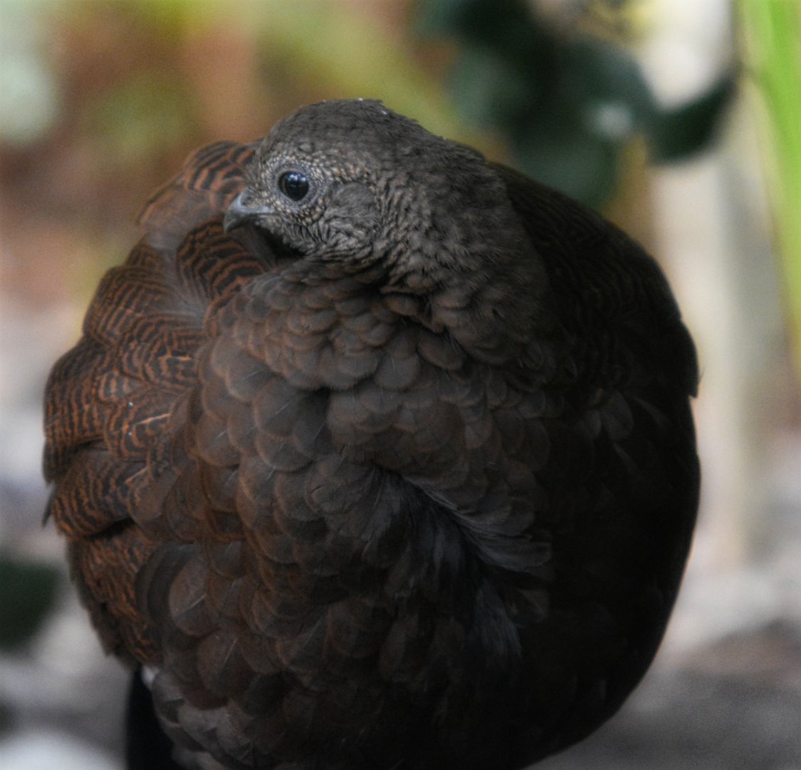 Bronze Tailed Peacock Pheasant