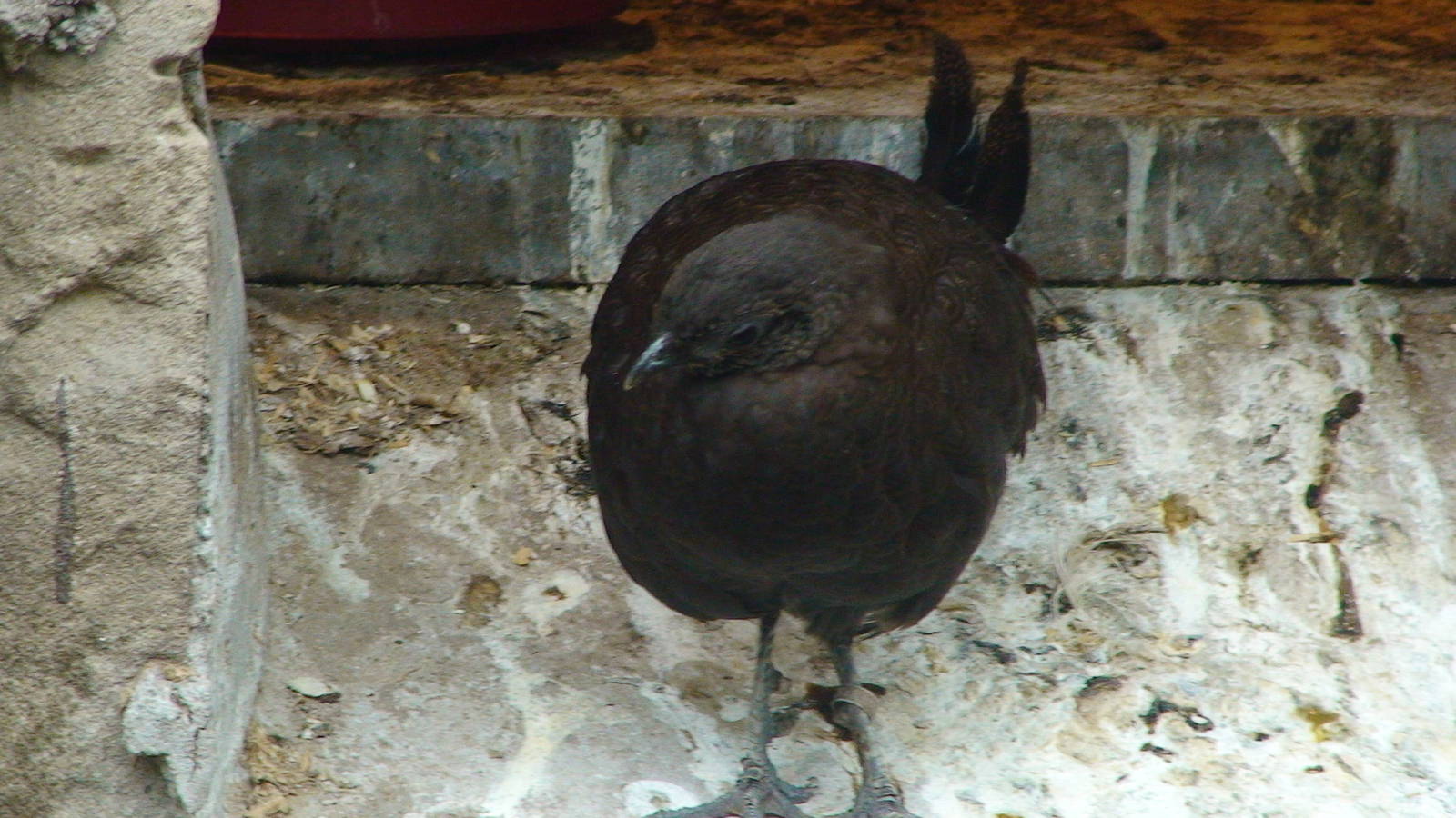 Bronze tailed peacock pheasant