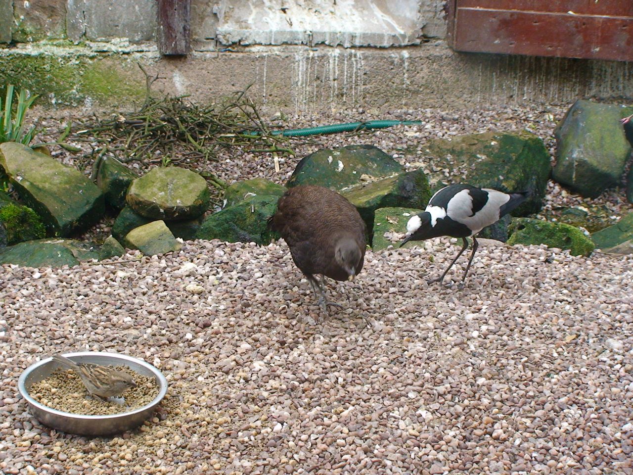 Bronze tailed peacock pheasant