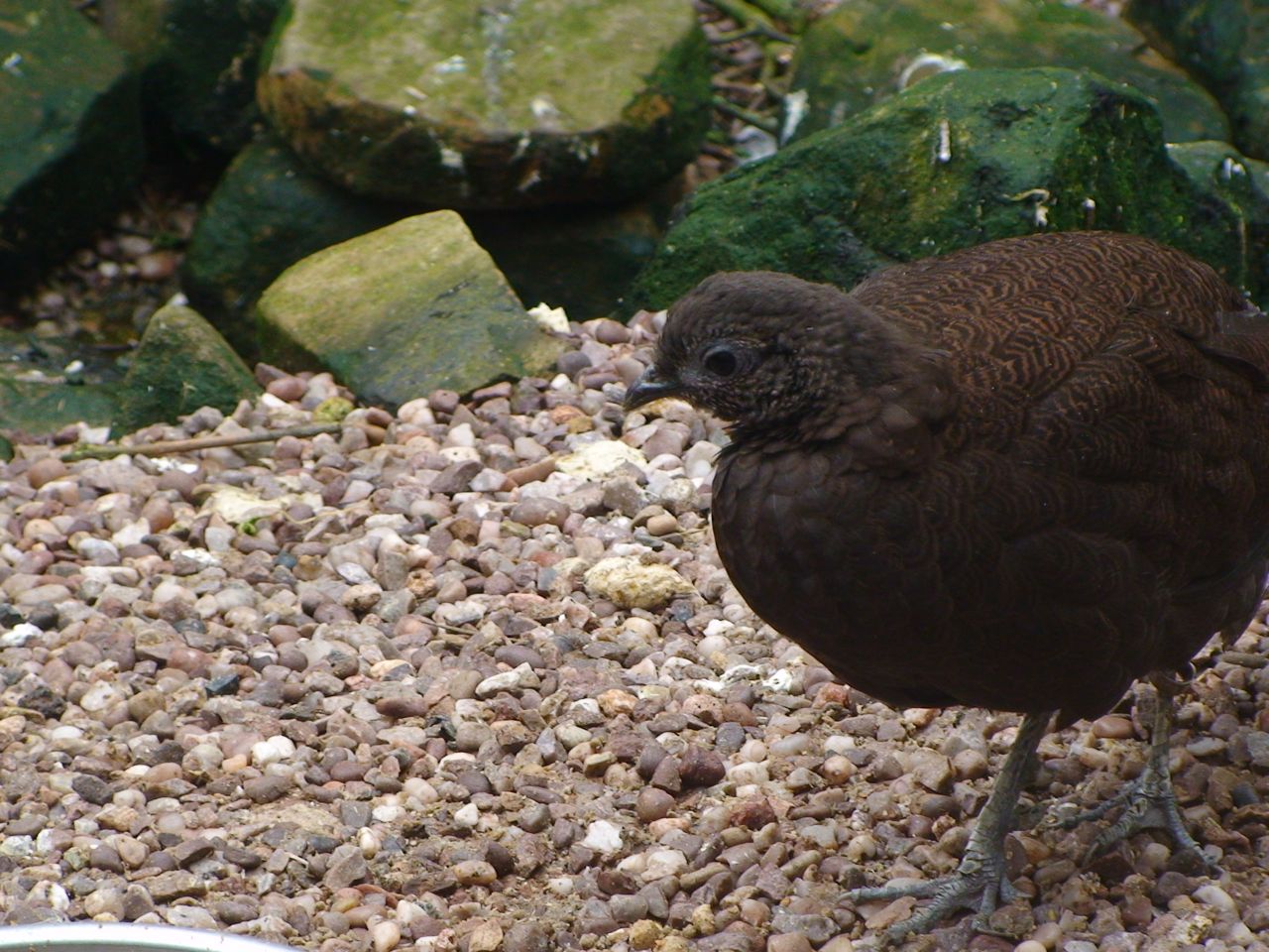Bronze tailed peacock pheasant