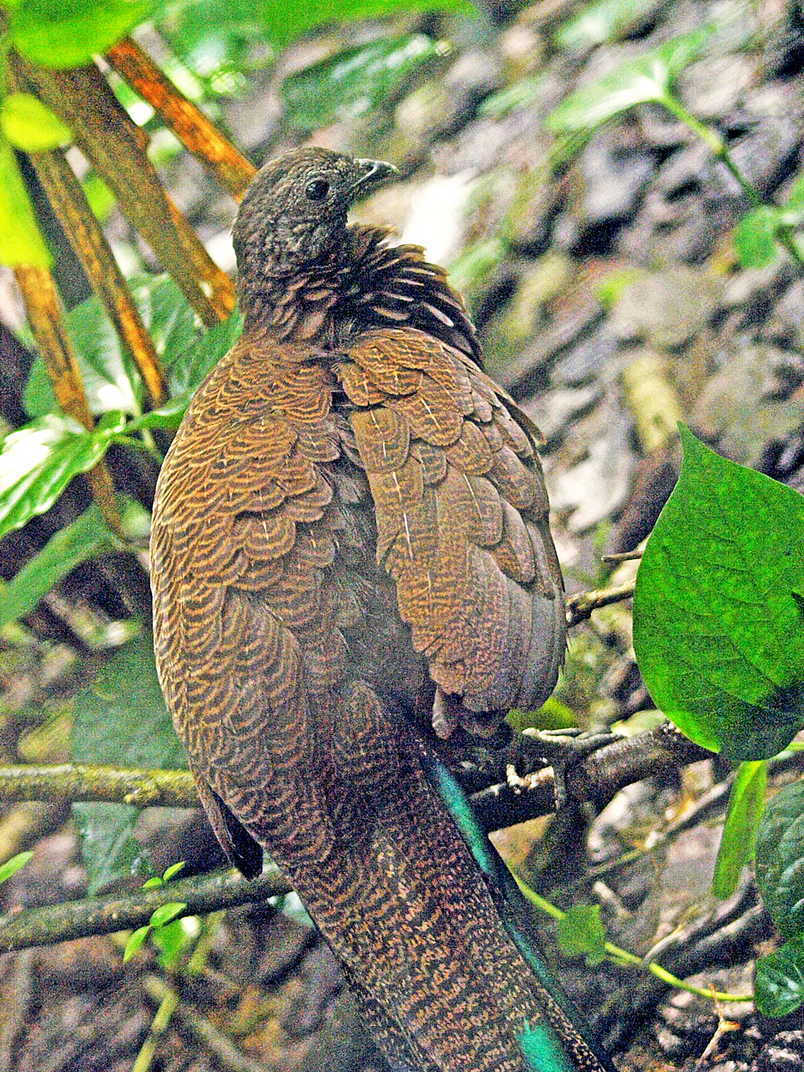 Bronze-tailed Peacock pheasant