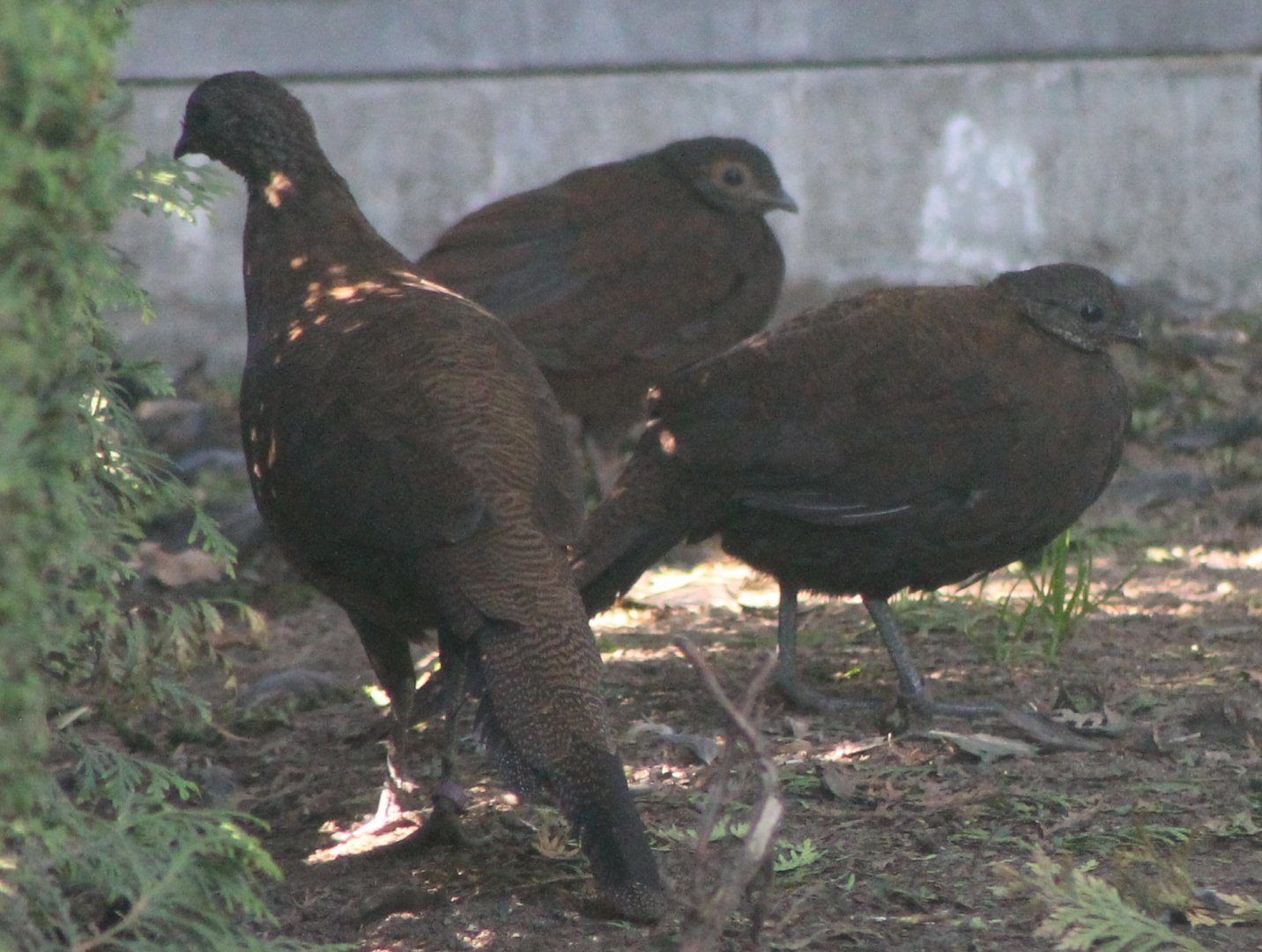 Bronze-tailed peacock-pheasants