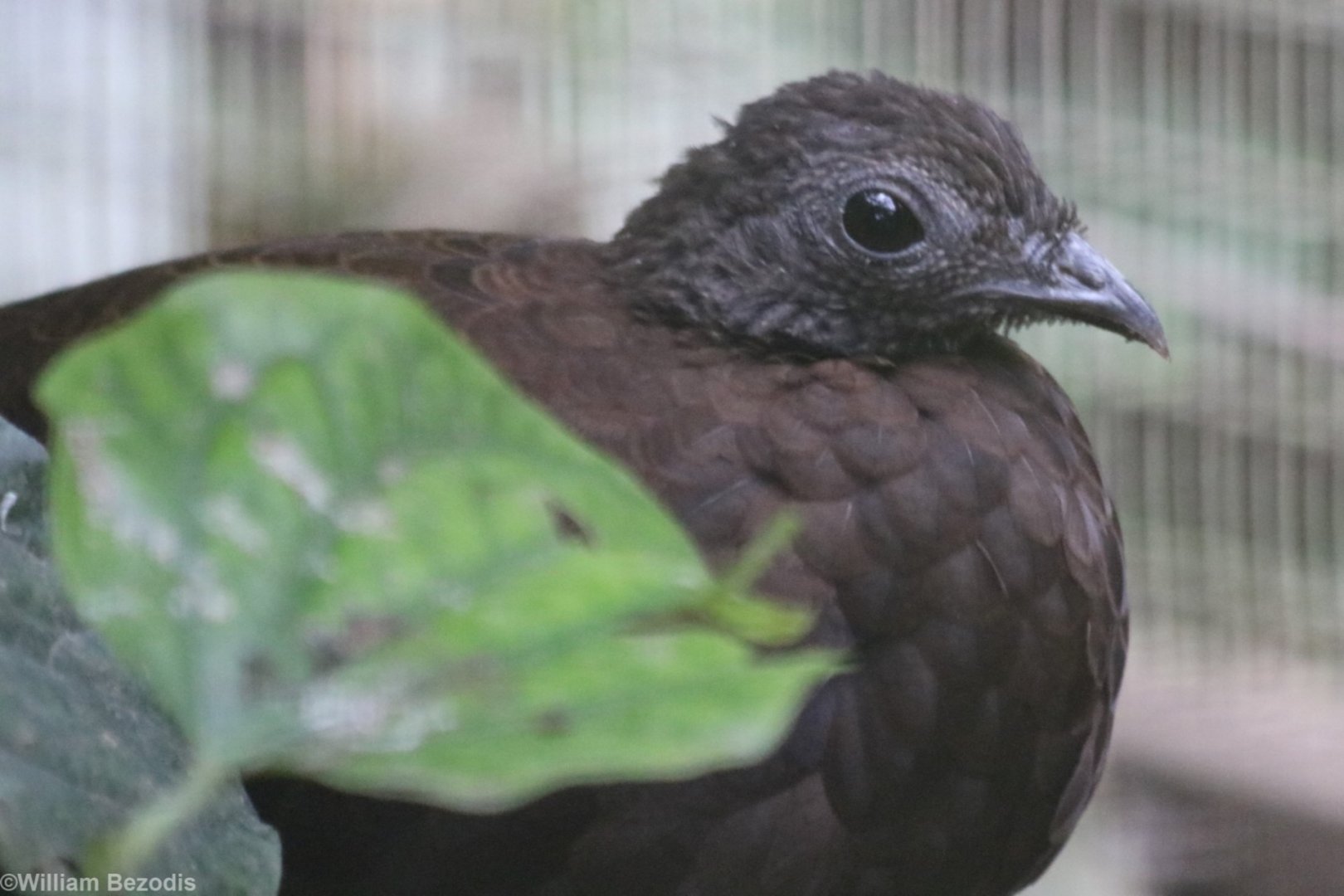Bronze-tailed Pecock Pheasant