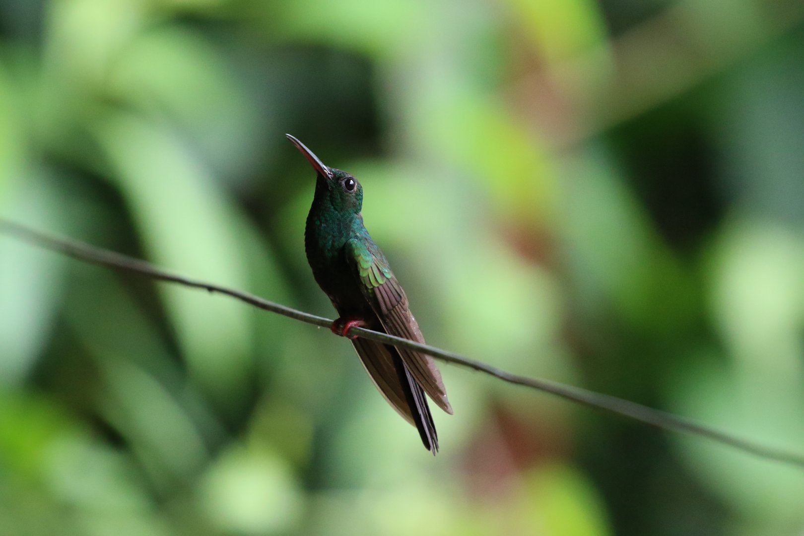 Bronze-tailed Plumeleteer