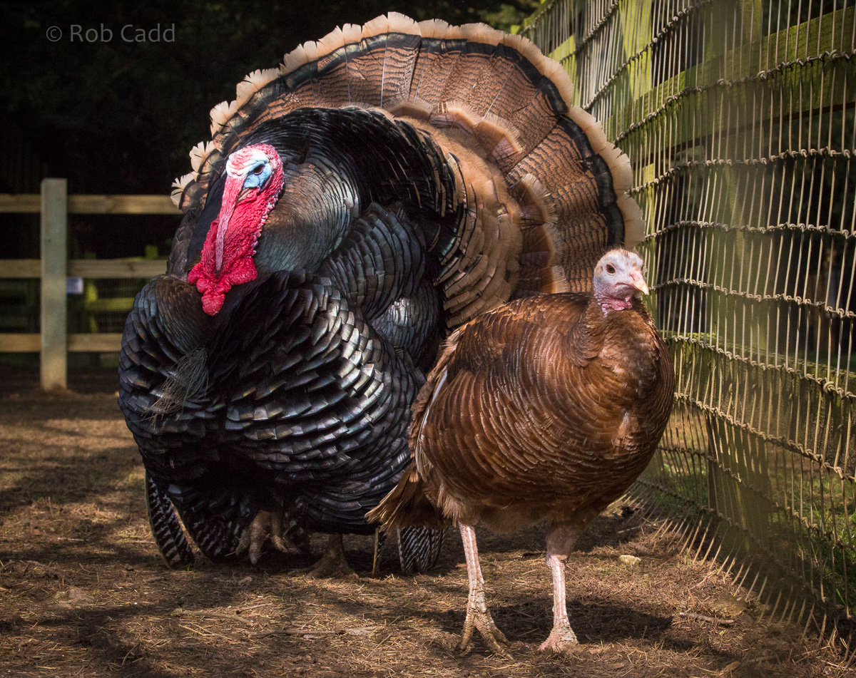 Bronze turkey : Cotswold WP : 11 Mar 2016