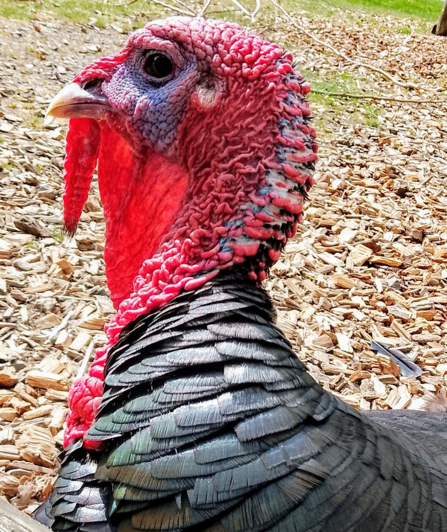 Bronze Turkey Meleagris gallopavo