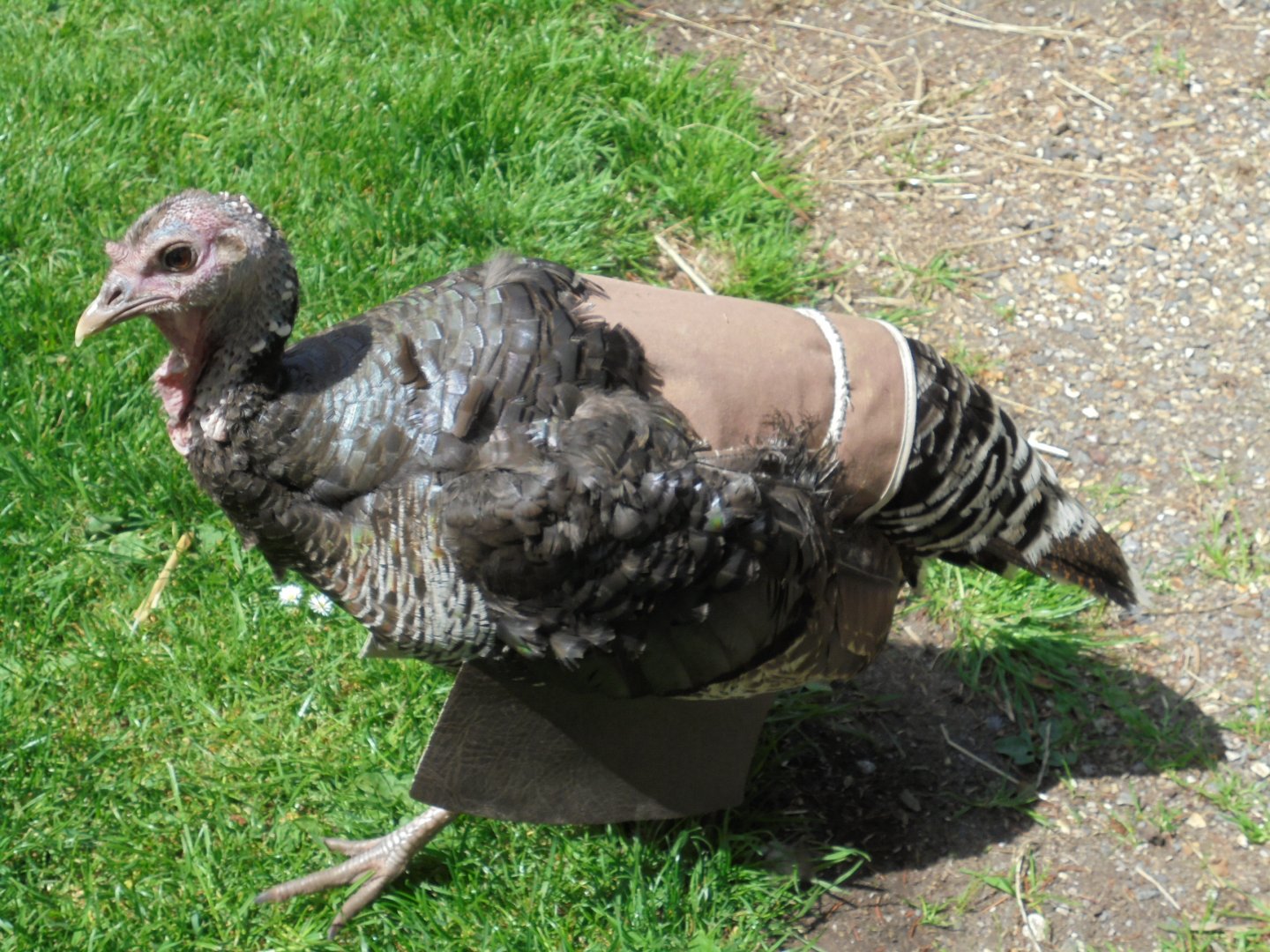 Bronze Turkey with attachment 2017