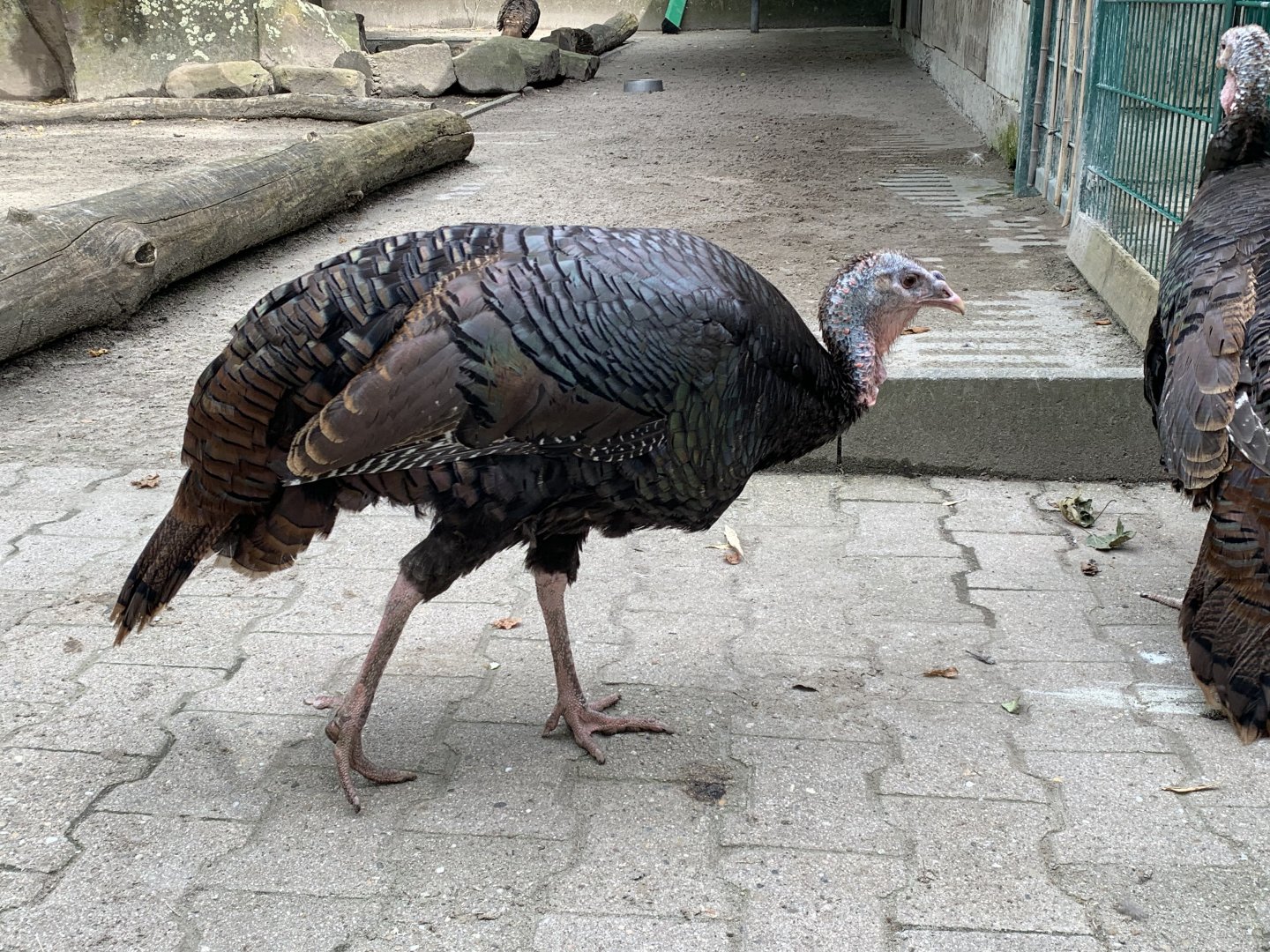 Bronze turkey