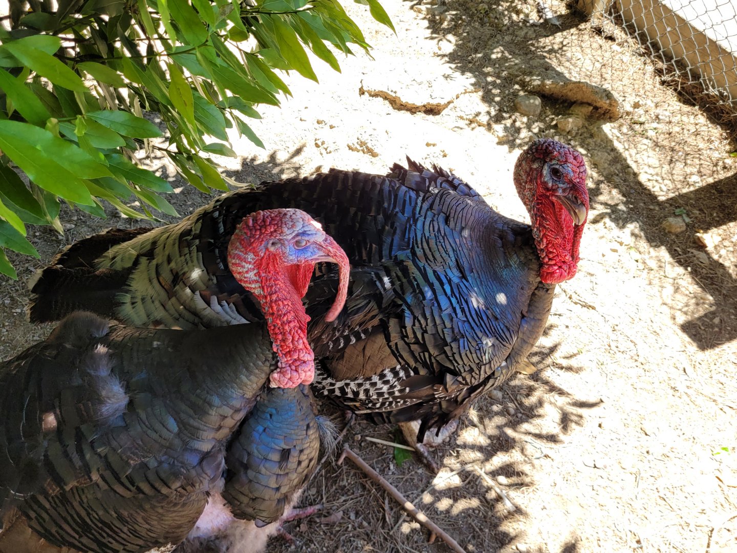 Bronze turkeys -Sendaviva (2024)