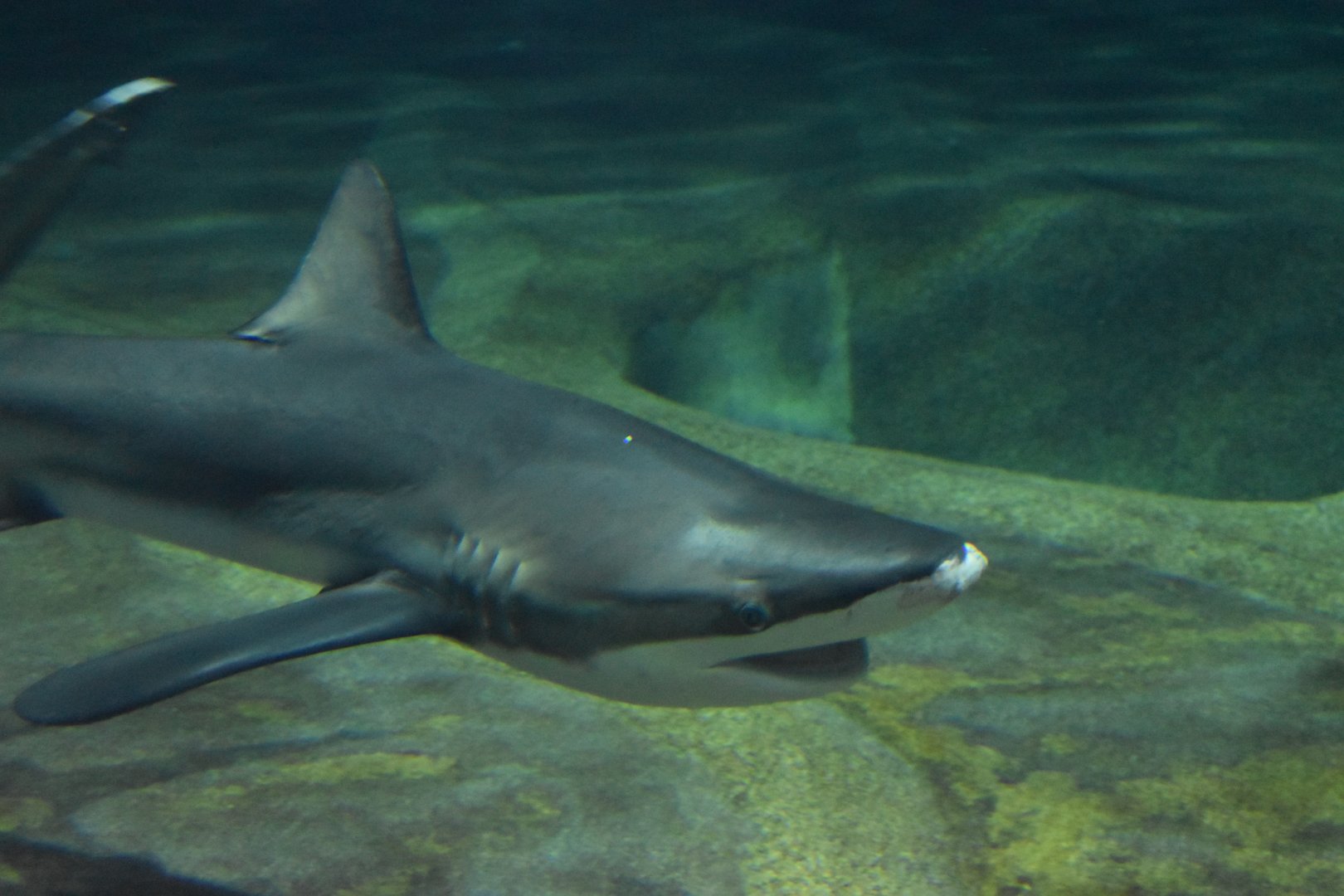 Bronze Whaler Shark ~ August 26th 2022