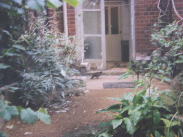 Bronze-wing Pigeons London Zoo 1990.