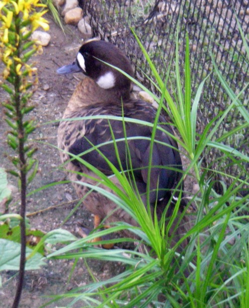 Bronze-winged Duck (Anas specularis)