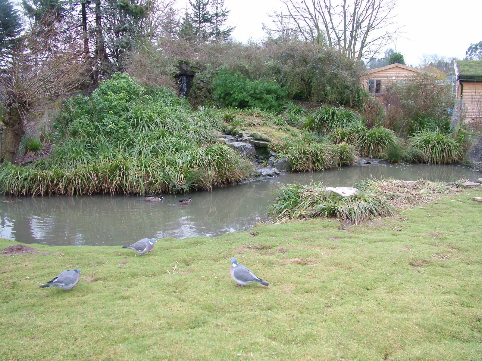 Bronze-winged Duck and Crested Screamer exhibit at Slimbridge 06/02/10