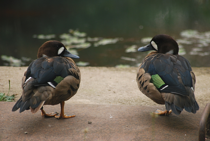Bronze-winged duck at Bernburg Tierpark