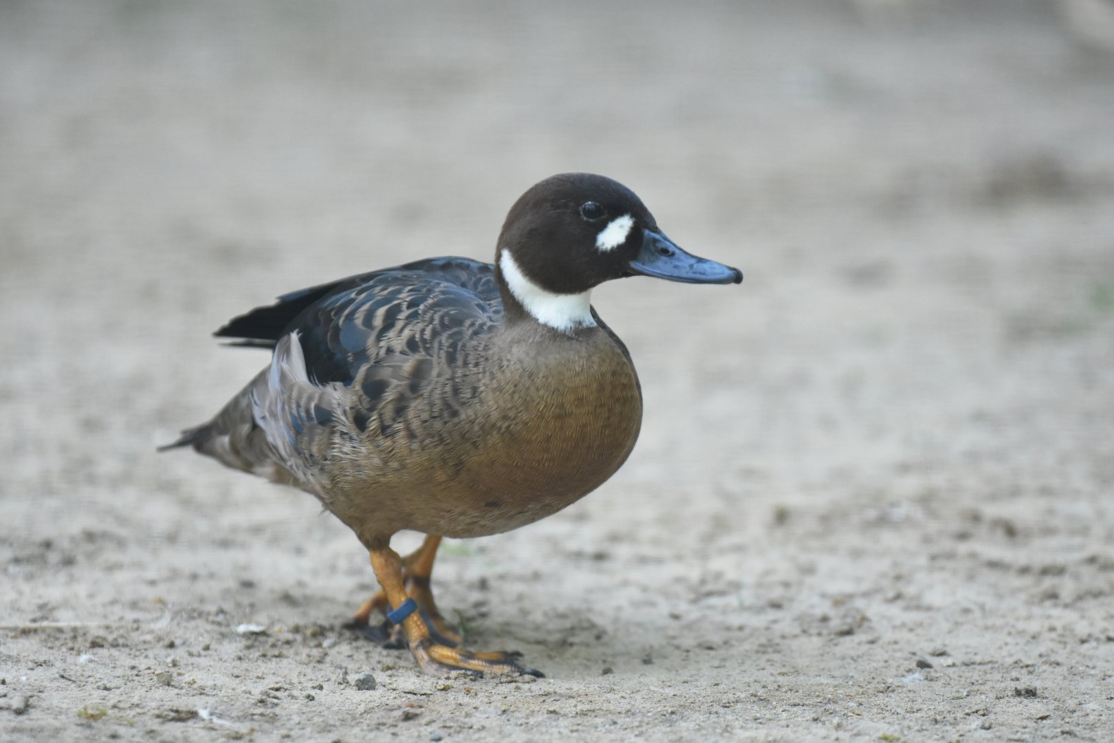 Bronze-winged duck (Speculanas specularis)