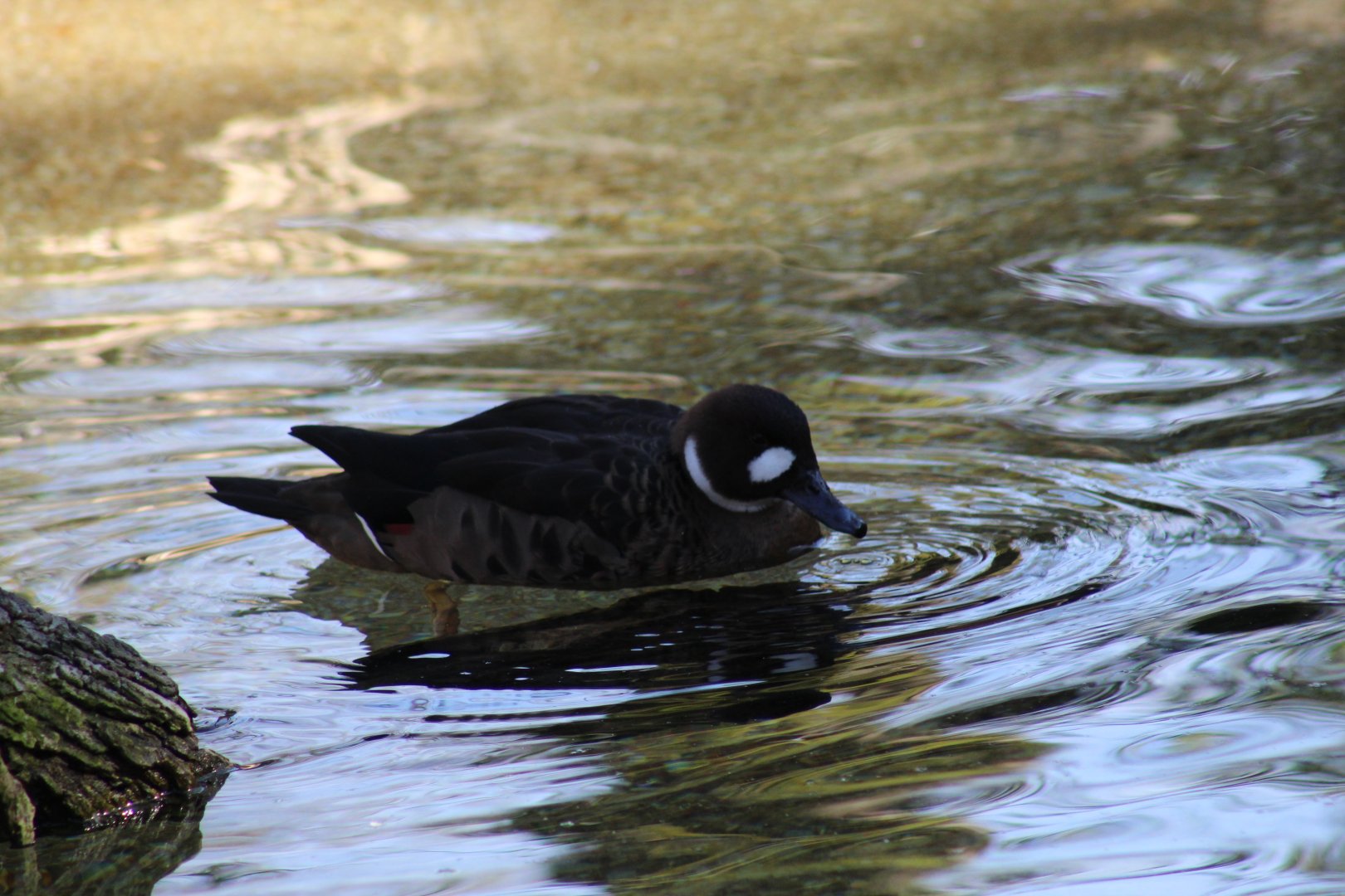 Bronze-Winged Duck
