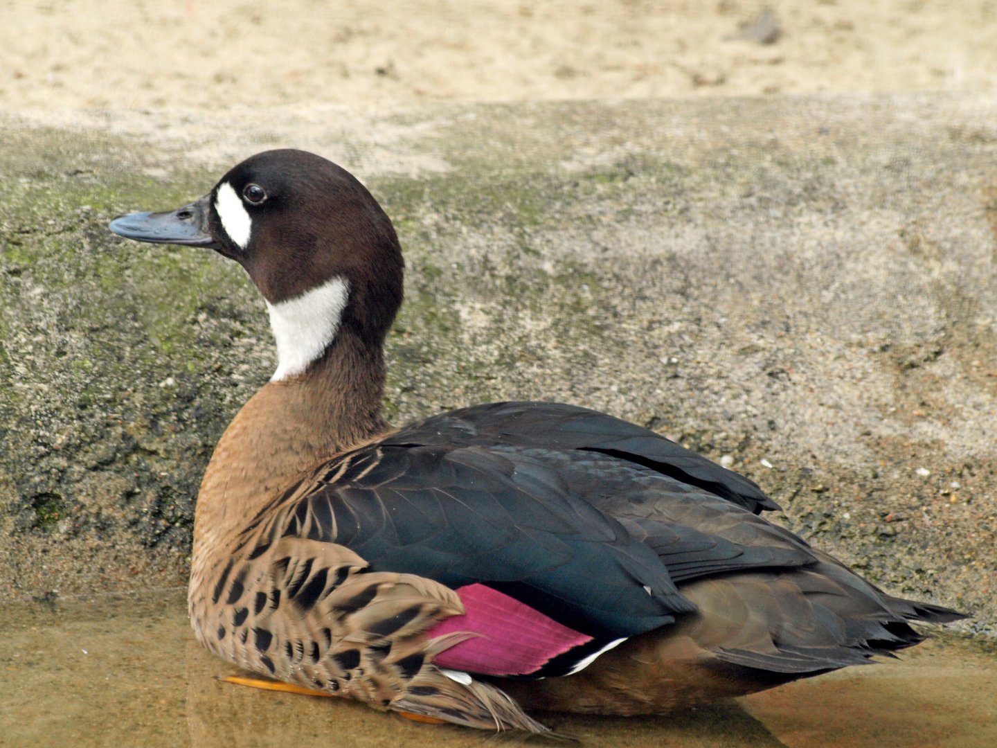 Bronze-winged duck