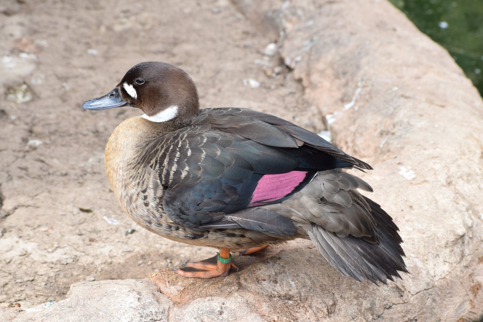 Bronze-winged duck
