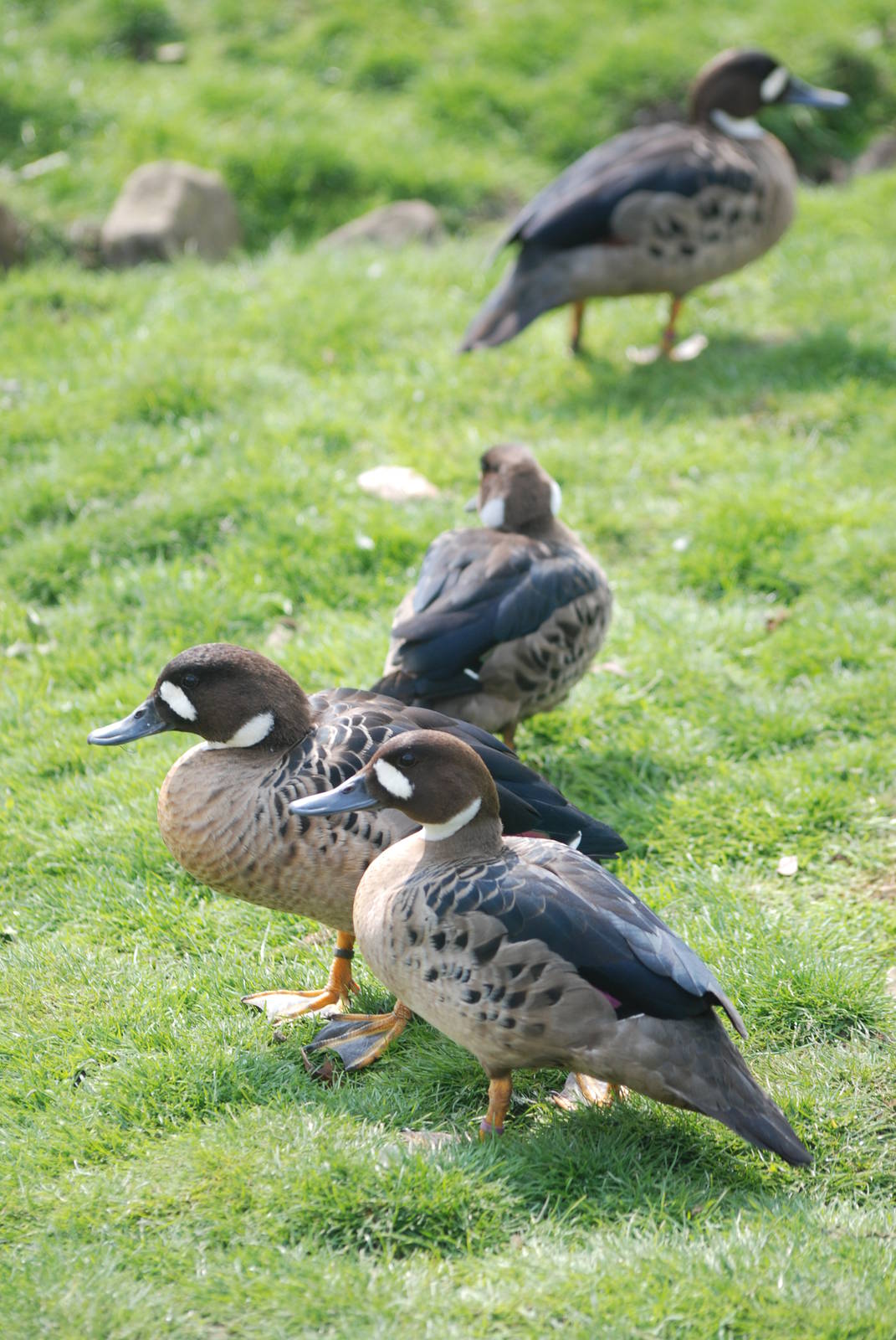 Bronze-winged Ducks at Blackbrook 29/04/11