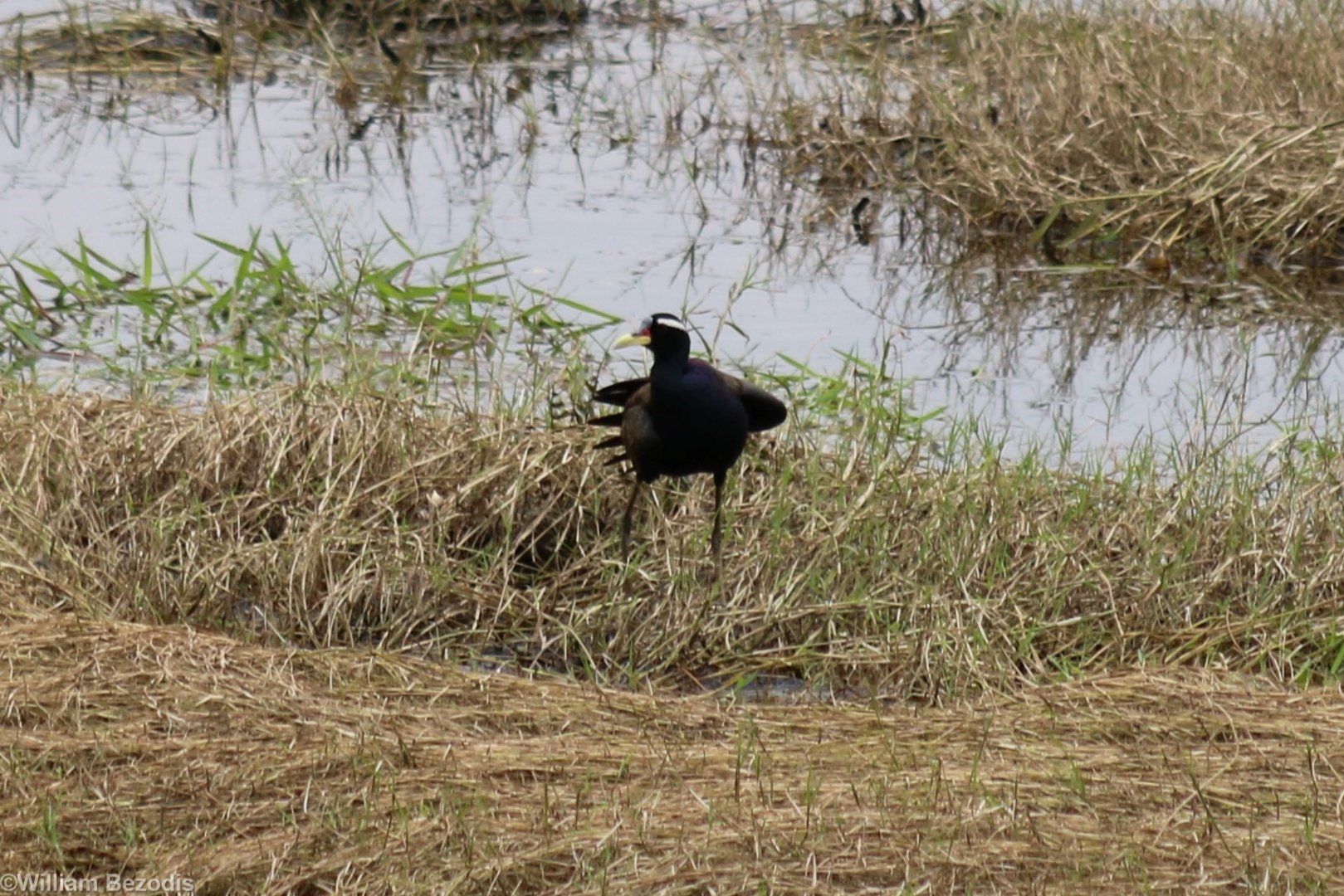 Bronze Winged Jacana - Cat Tien