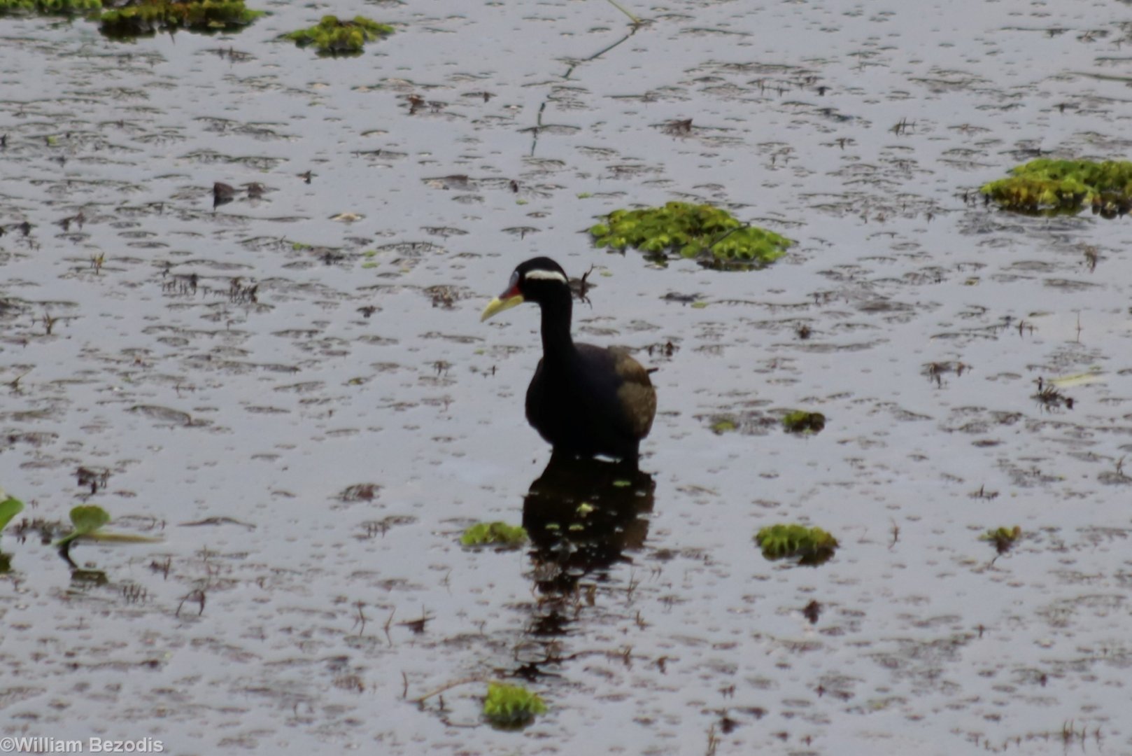 Bronze-winged Jacana - Cat Tien