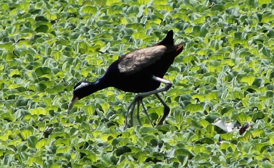 bronze-winged jacana (Metopidius indicus)