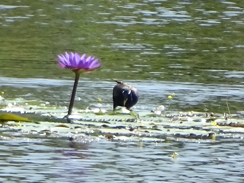 Bronze-winged Jacana (Metopidius indicus)