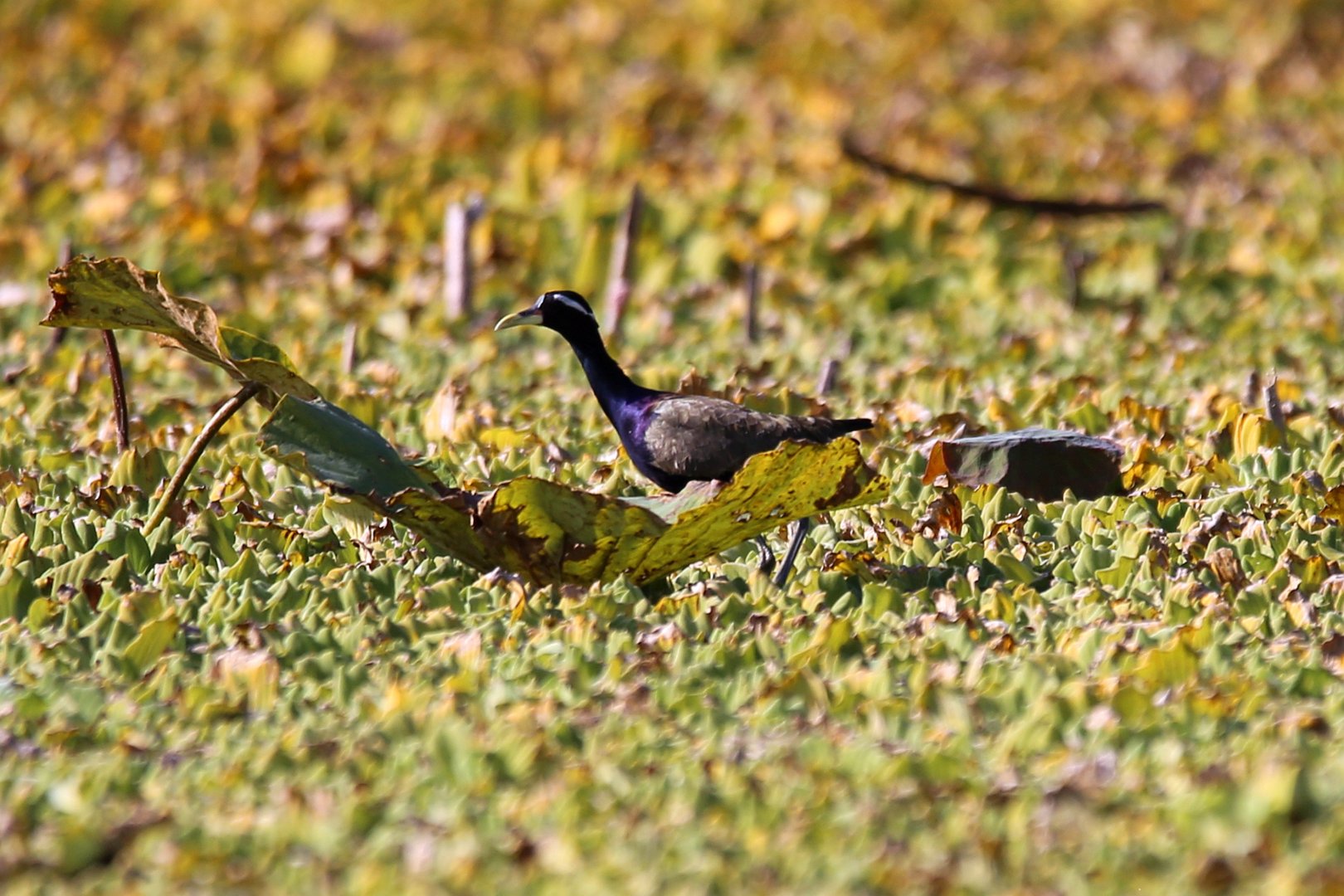 Bronze-winged Jacana (Metopidius indicus)