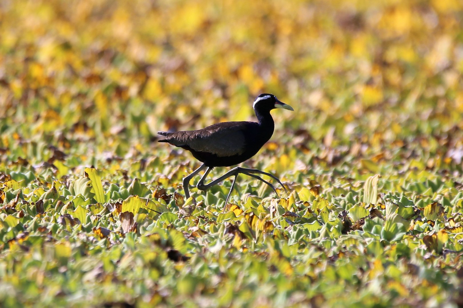 Bronze-winged Jacana (Metopidius indicus)