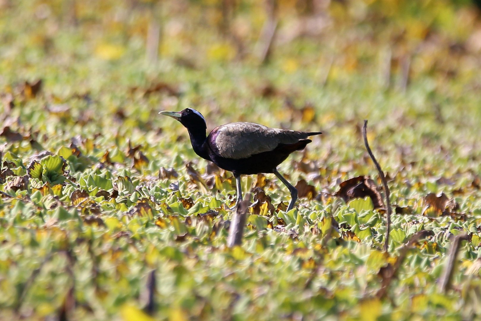 Bronze-winged Jacana (Metopidius indicus)