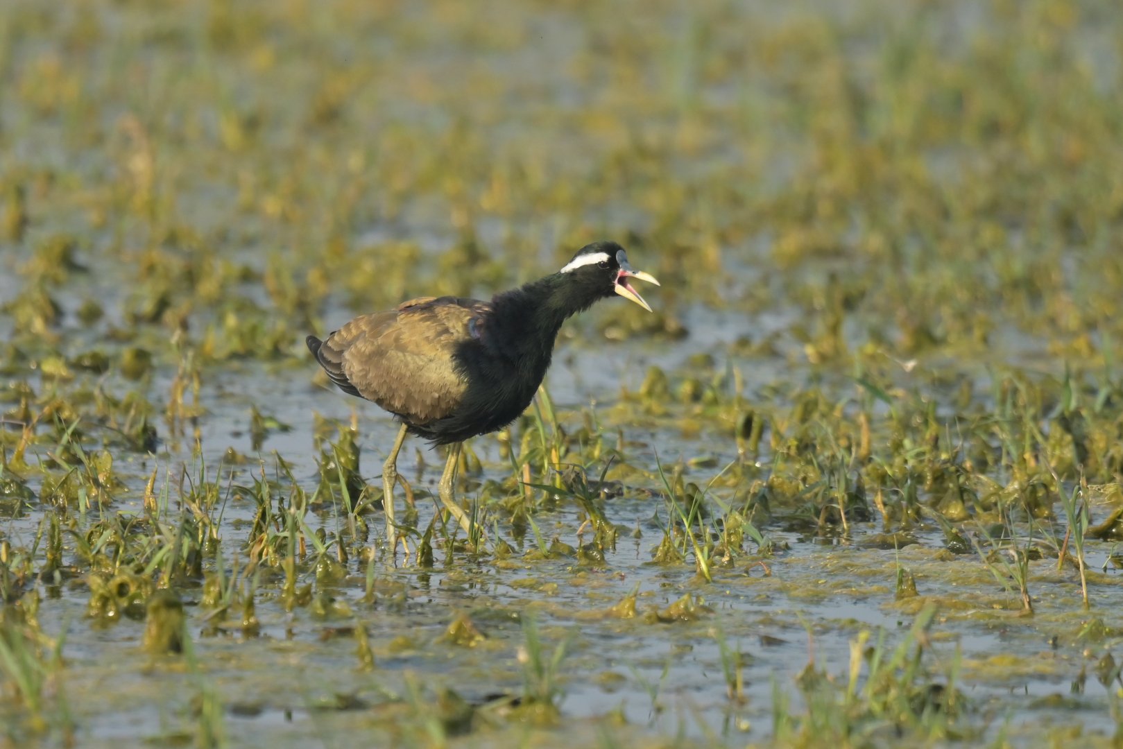 Bronze-winged Jacana Metopidius indicus