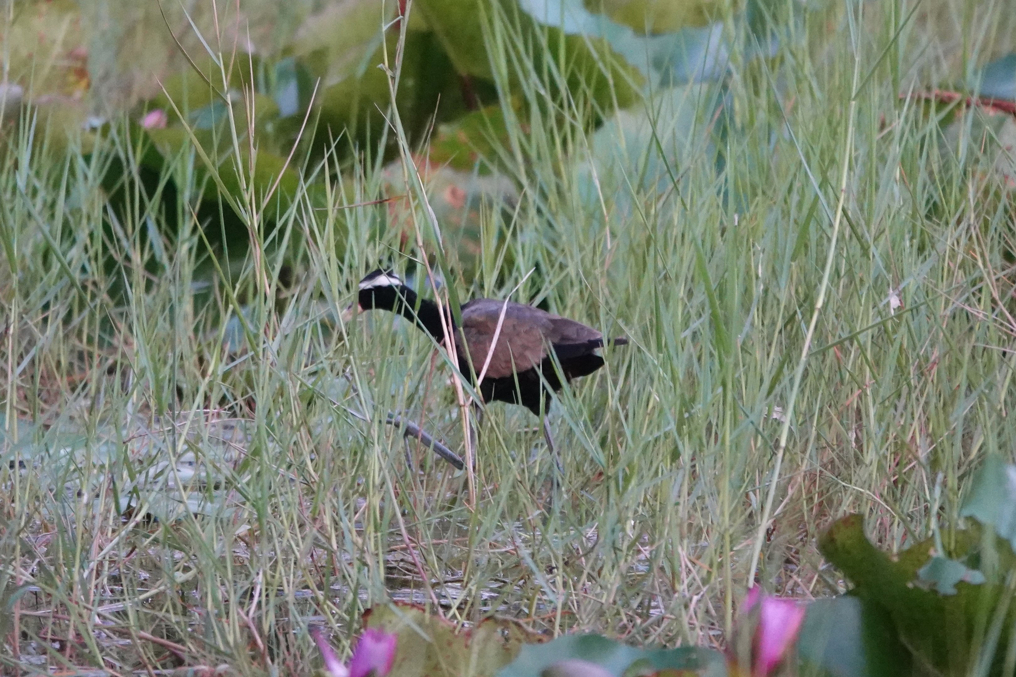 Bronze-winged Jacana