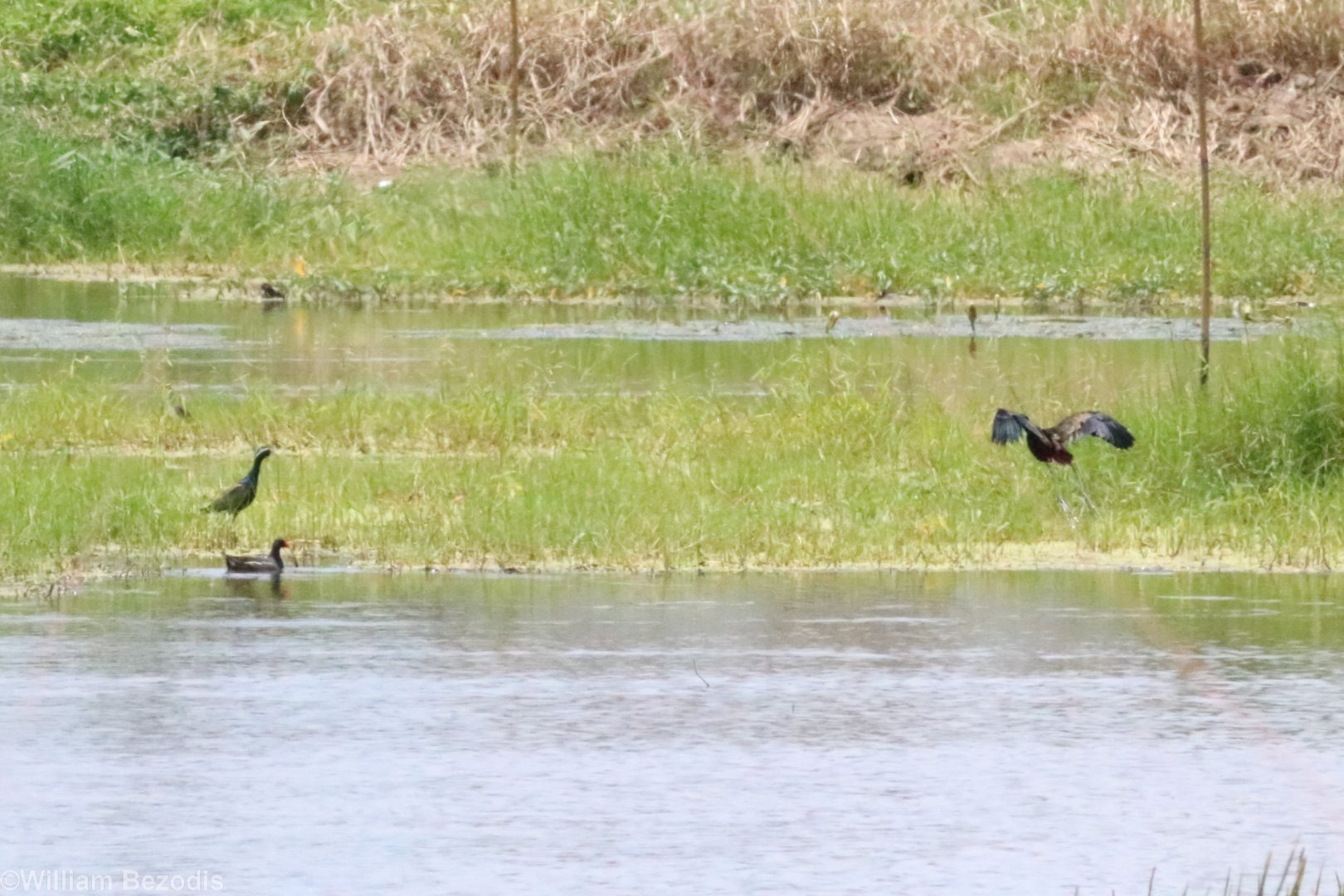 Bronze-winged Jacanas and Common Moorhen - Muang Boran Fishponds
