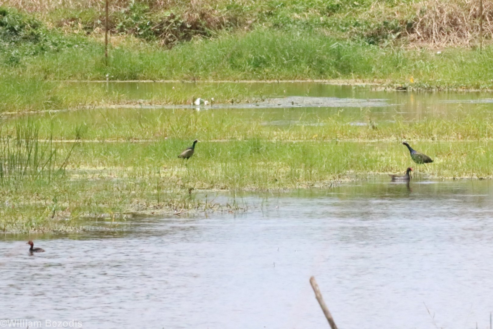 Bronze-winged Jacanas, Common Moorhen, and Little Grebe - Muang Boran Fishponds