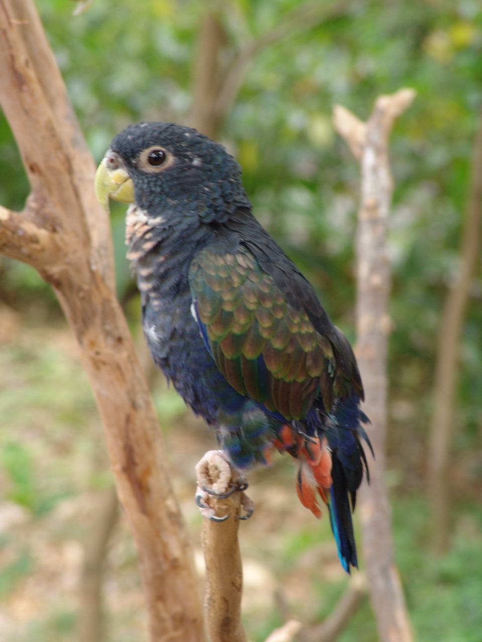 Bronze-winged Parrot (Pionus chalcopterus)