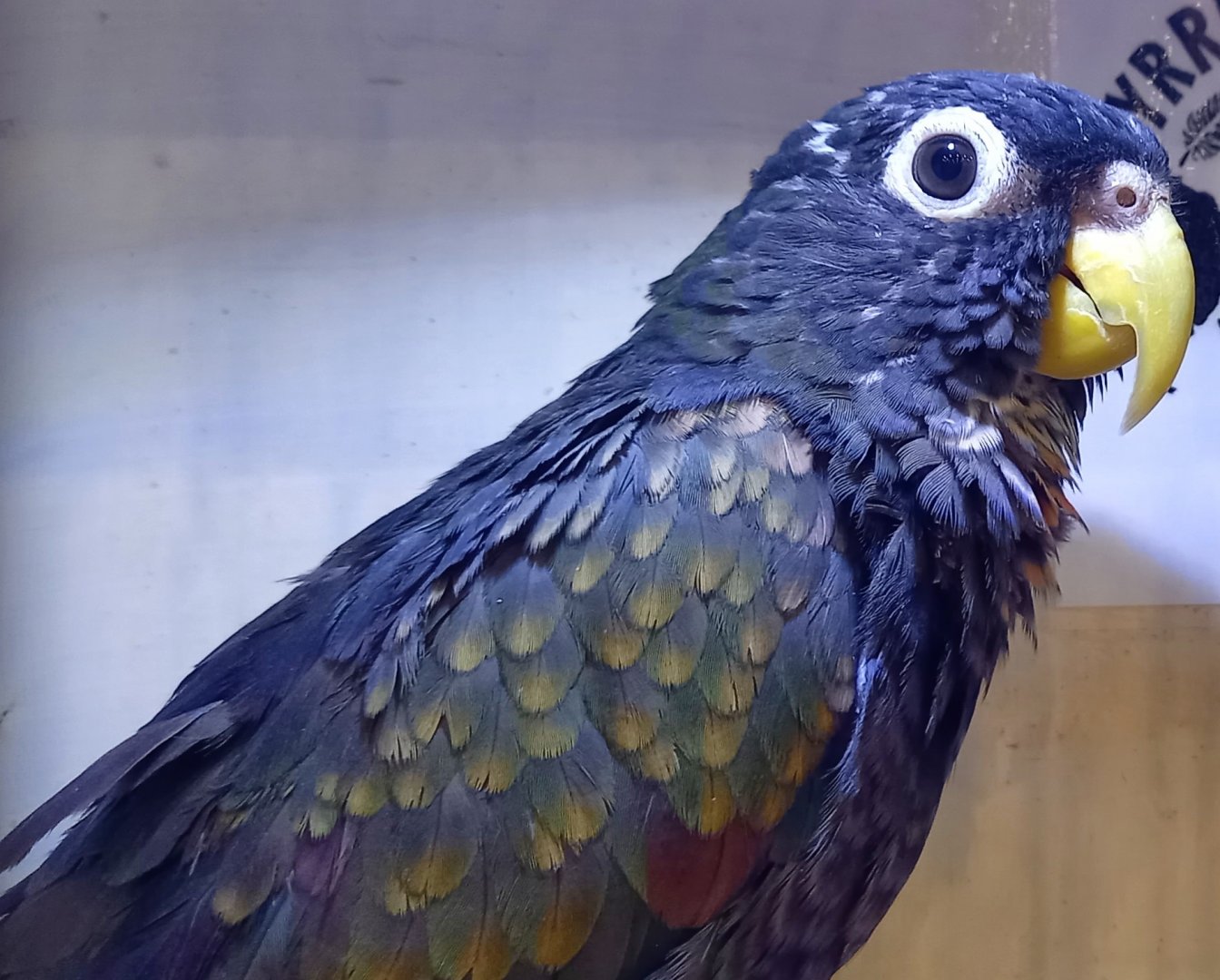 Bronze-winged parrot - Pionus chalcopterus