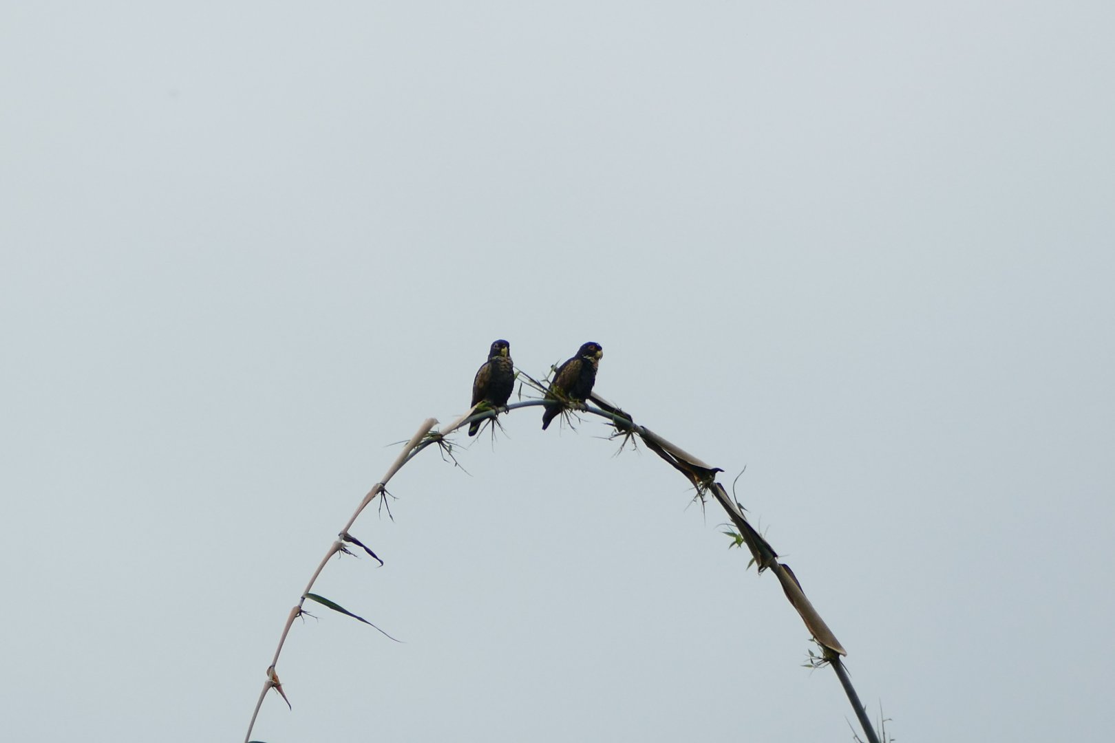 Bronze-Winged Parrot