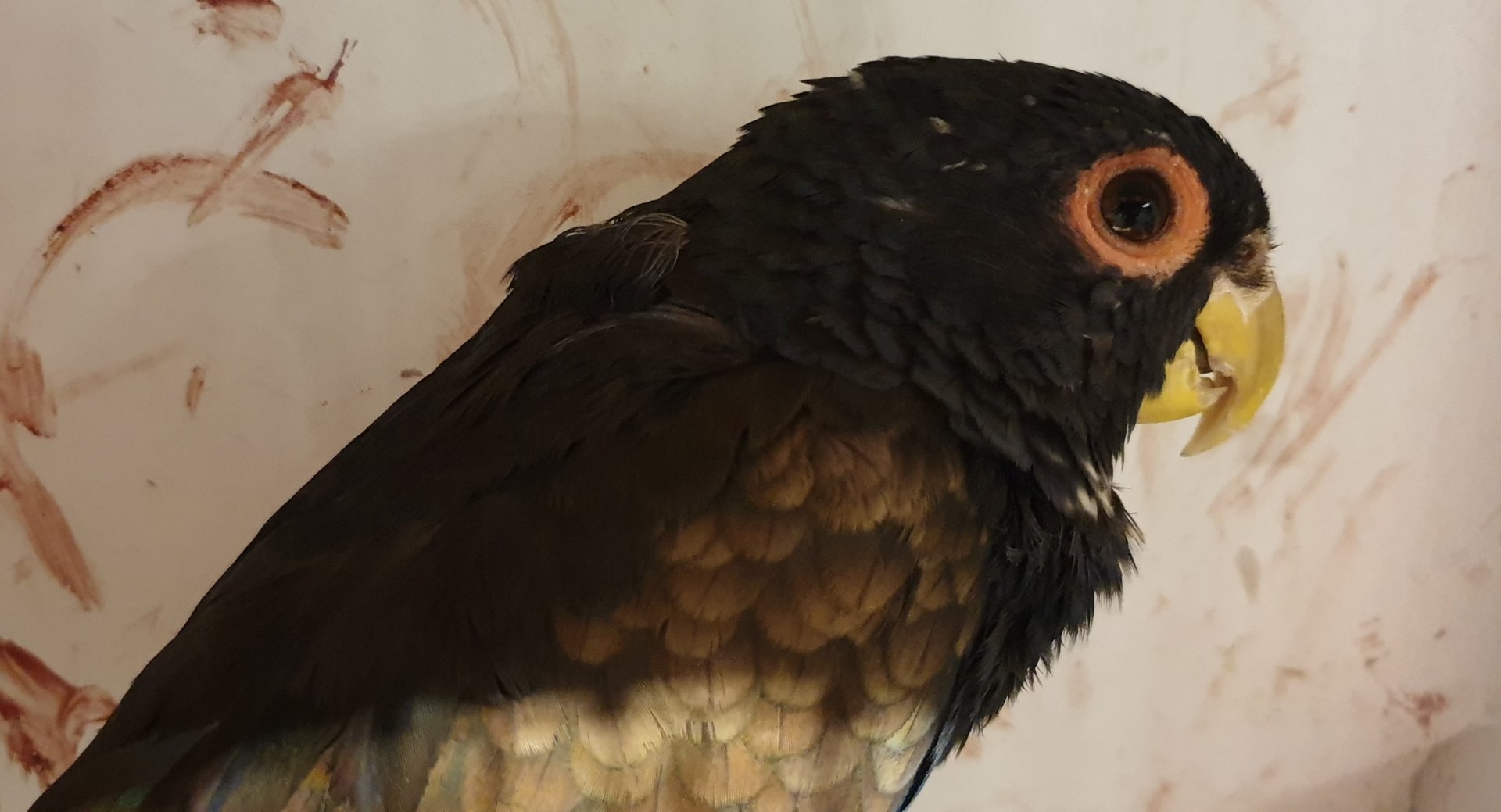 Bronze-winged parrot