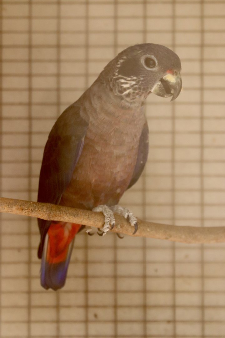 Bronze-winged parrot