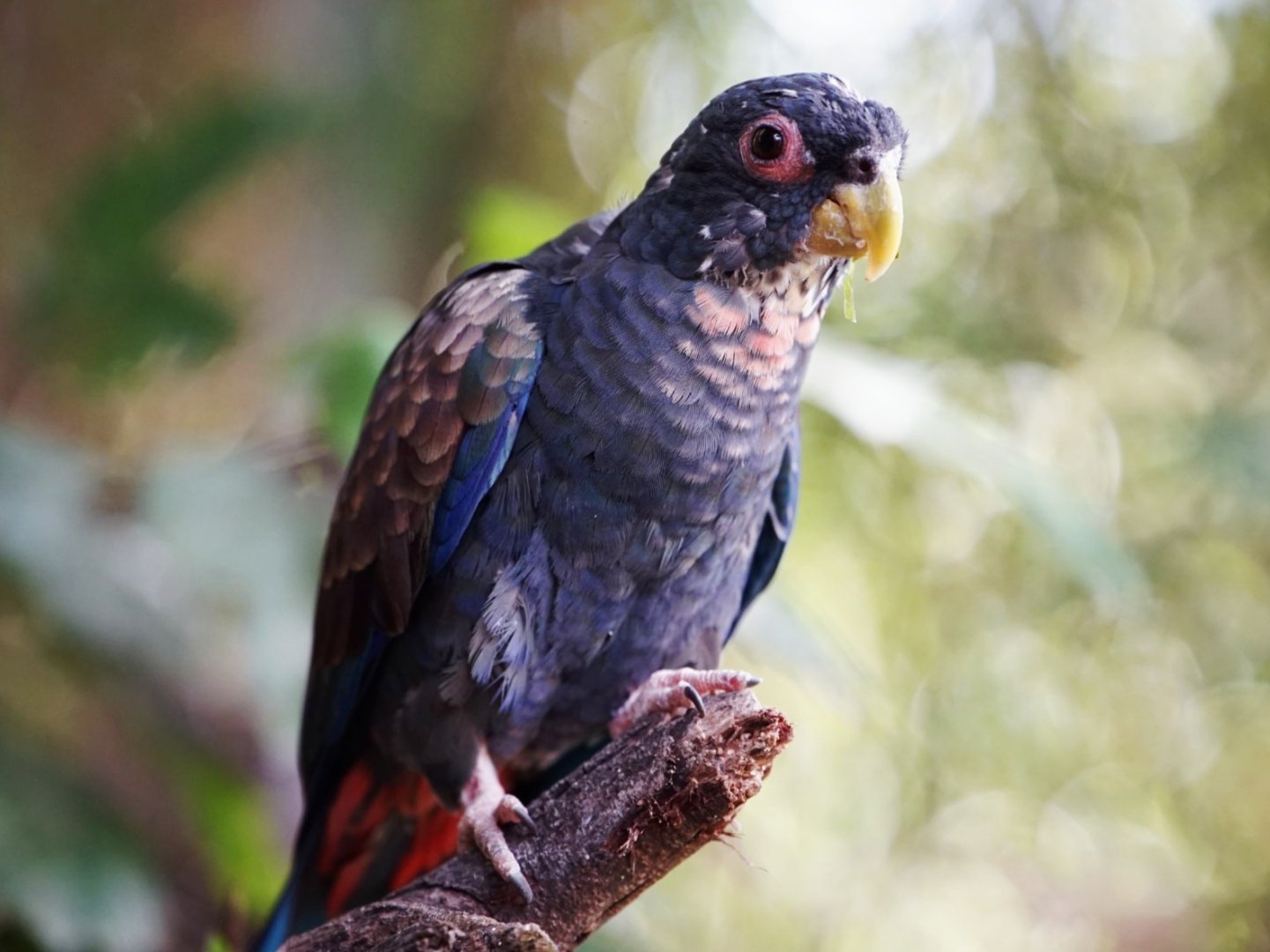 Bronze-winged Parrot