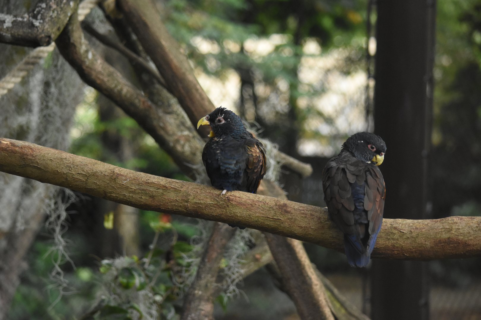 Bronze-winged parrots (Pionus chalcopterus)