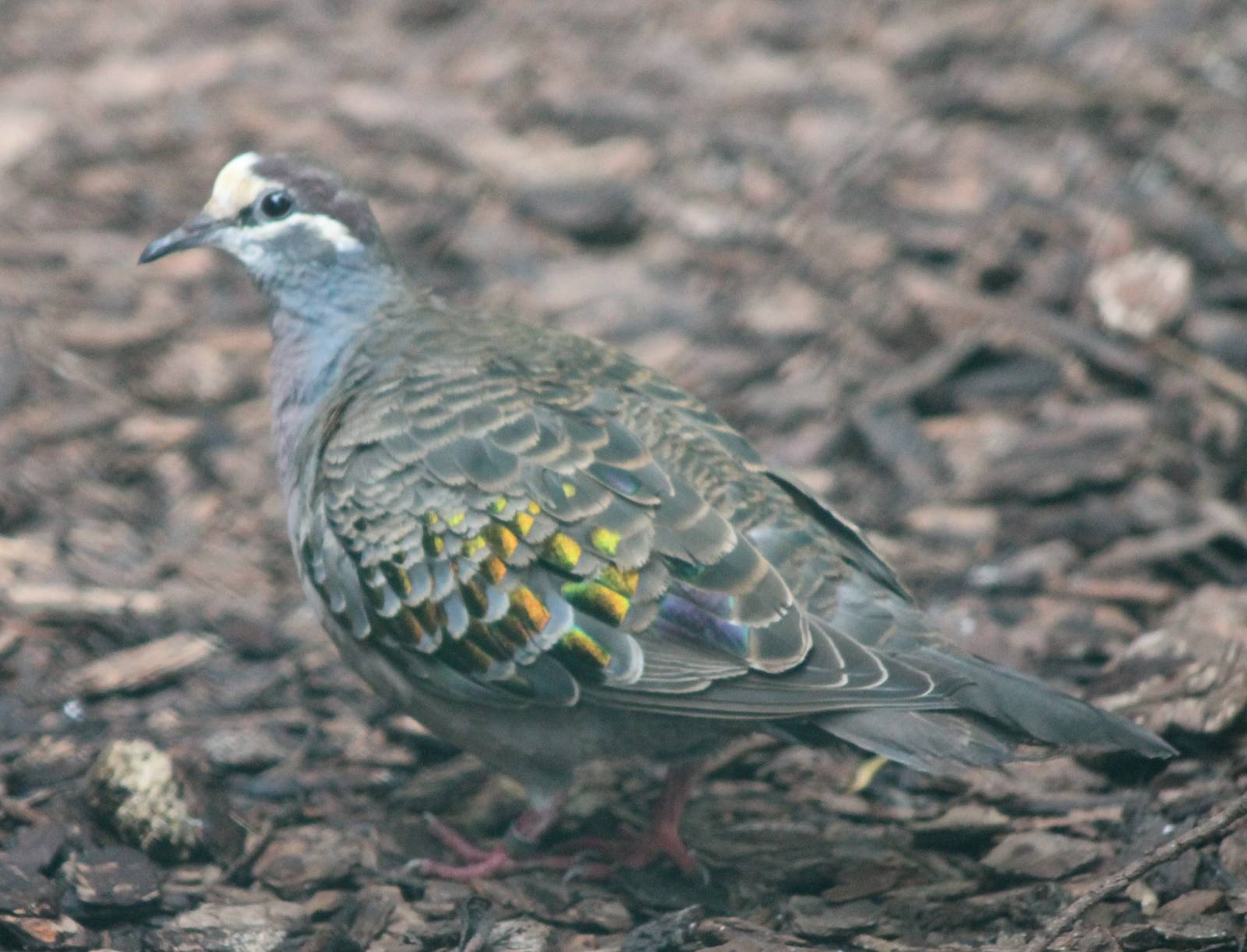 Bronze-winged pigeon