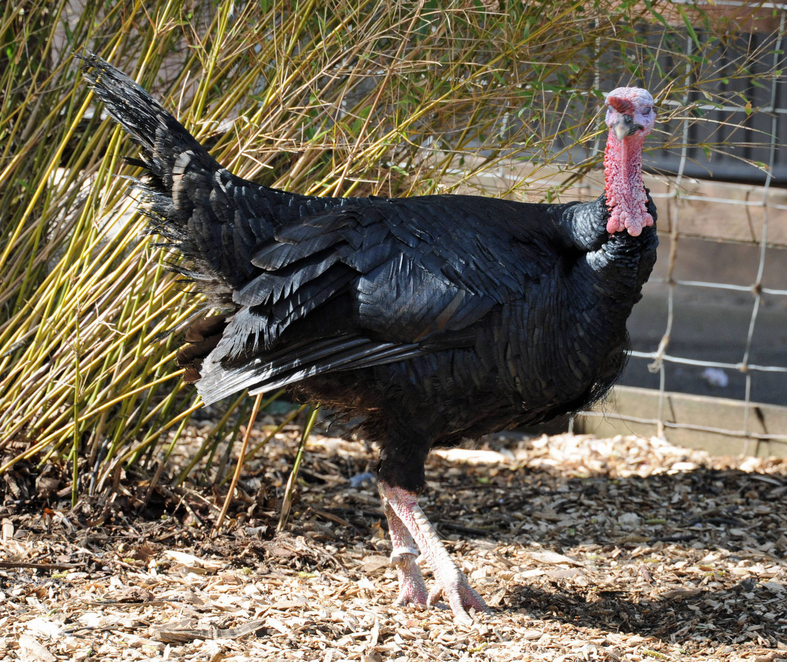 BRONZE WINGED TURKEY