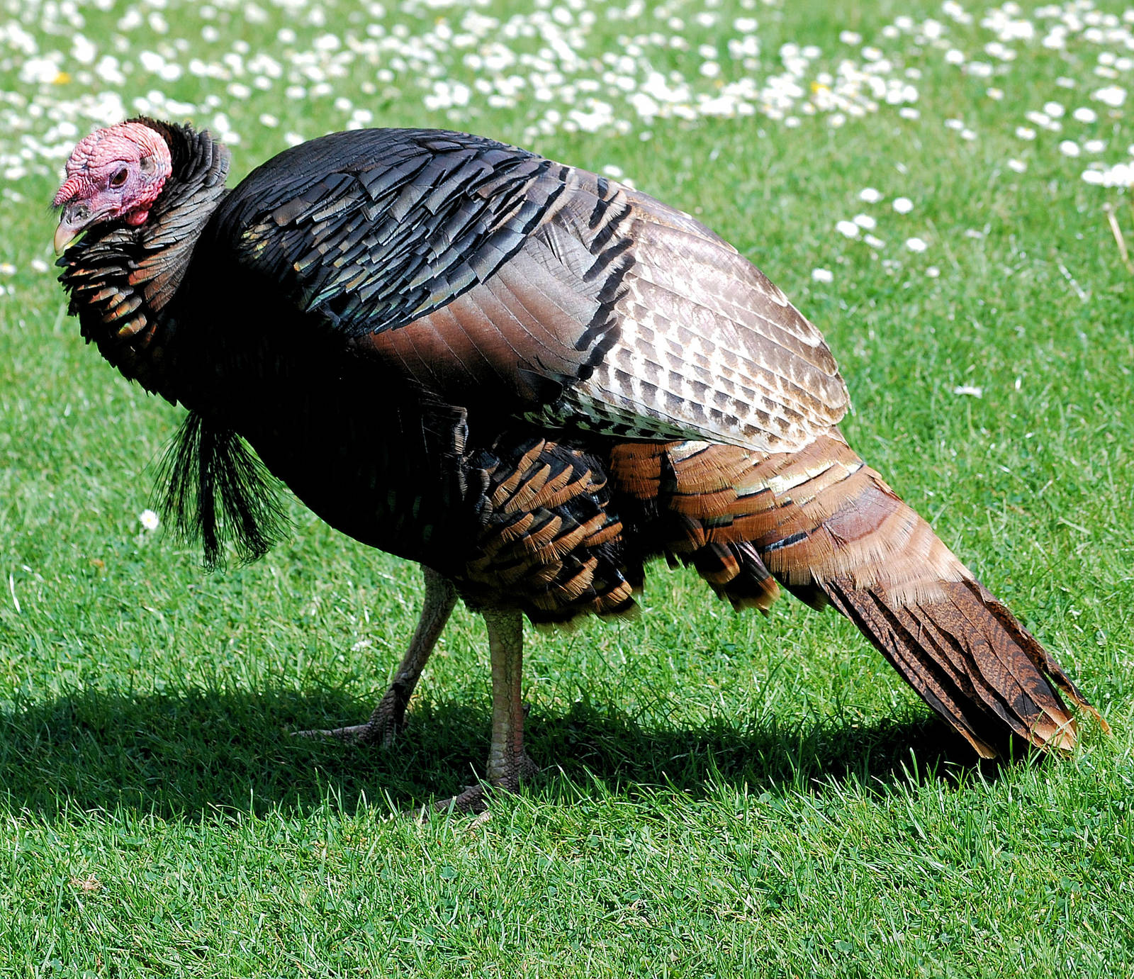 Bronze winged turkey