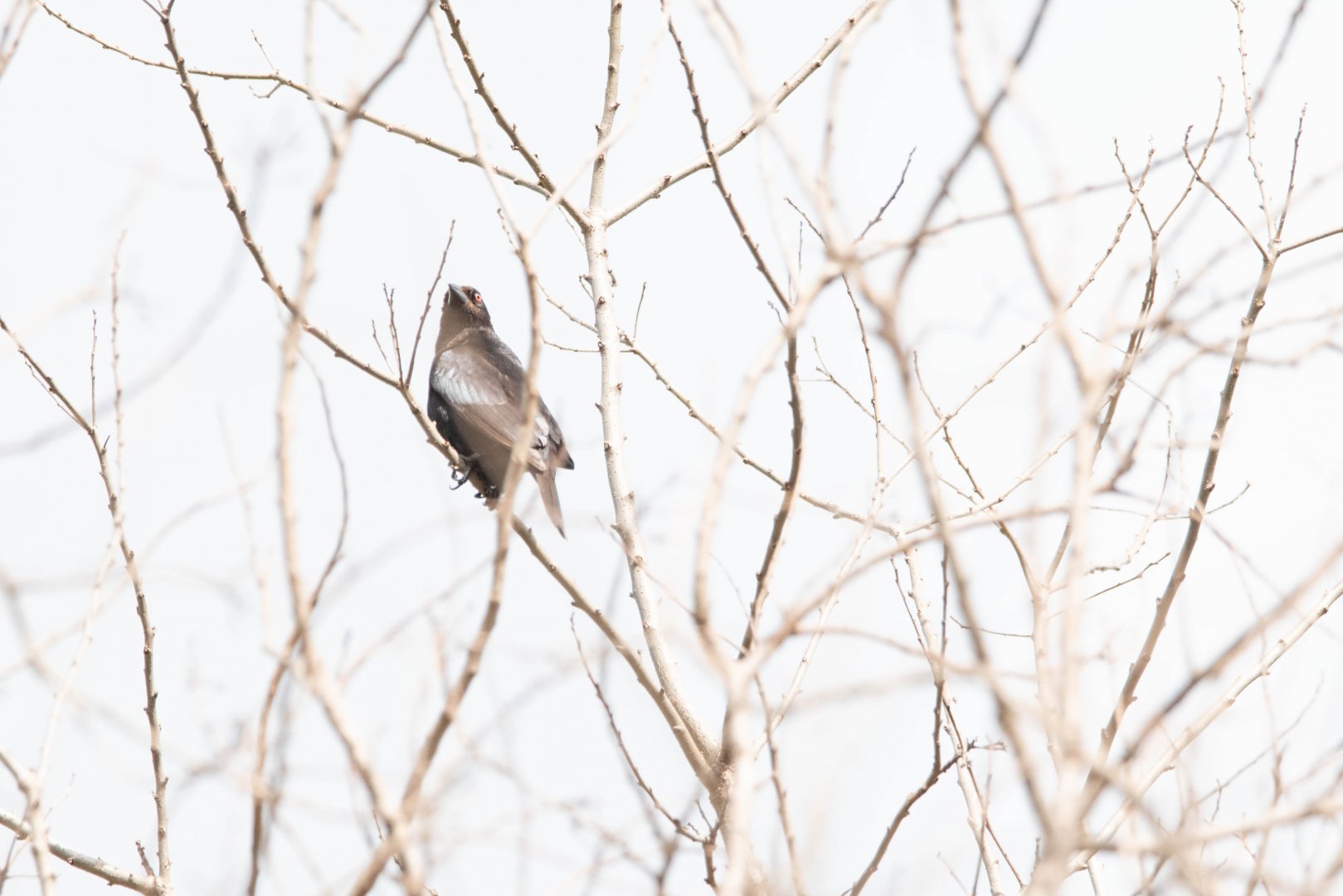 Bronzed Cowbird- (Molothrus aeneus)