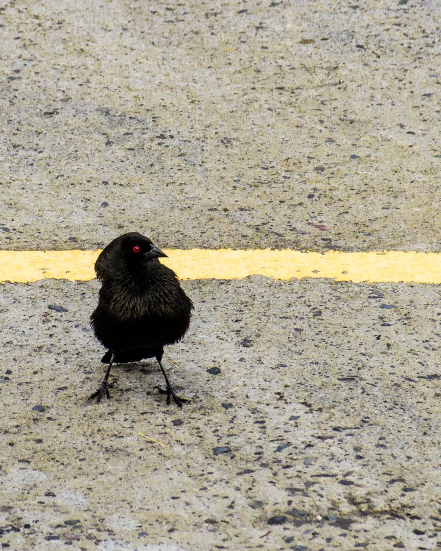 Bronzed cowbird, Molothrus aeneus