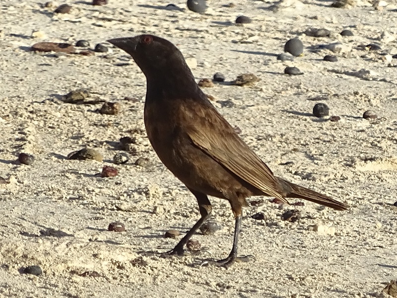Bronzed cowbird (Molothrus aeneus)