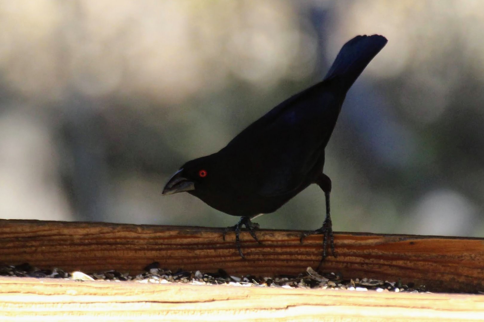 Bronzed Cowbird